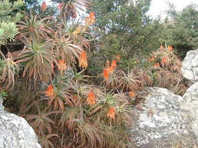 Aloe arborescens; Photographed by Ricky Mauer